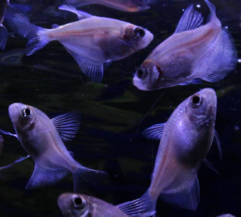 Zijaanzicht van de speciale rouwzalm variant Gold (Gymnocorymbus ternetzi), een unieke goudkleurige tot lichtgele aquariumvis zwemmend tussen kienhout en donkere bodemgrond.