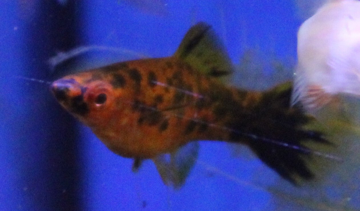 Xiphophorus hellerii "Mix"