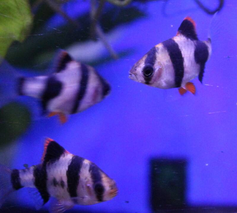 Een school levendige Sumatraan barbelen (Puntigrus tetrazona) met hun opvallende zwarte verticale tijgerstrepen en feloranje vinnen, zwemmend in de open waterlaag van een gezelschapsaquarium.