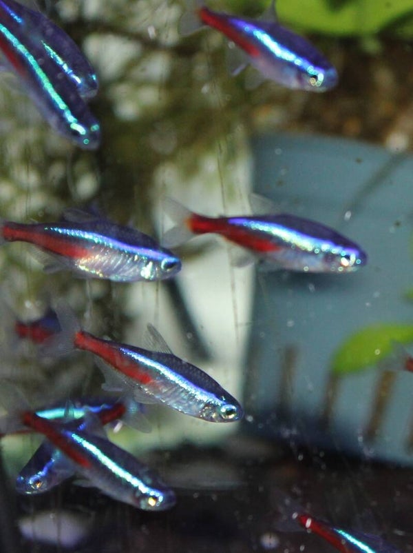 Paracheirodon innesi