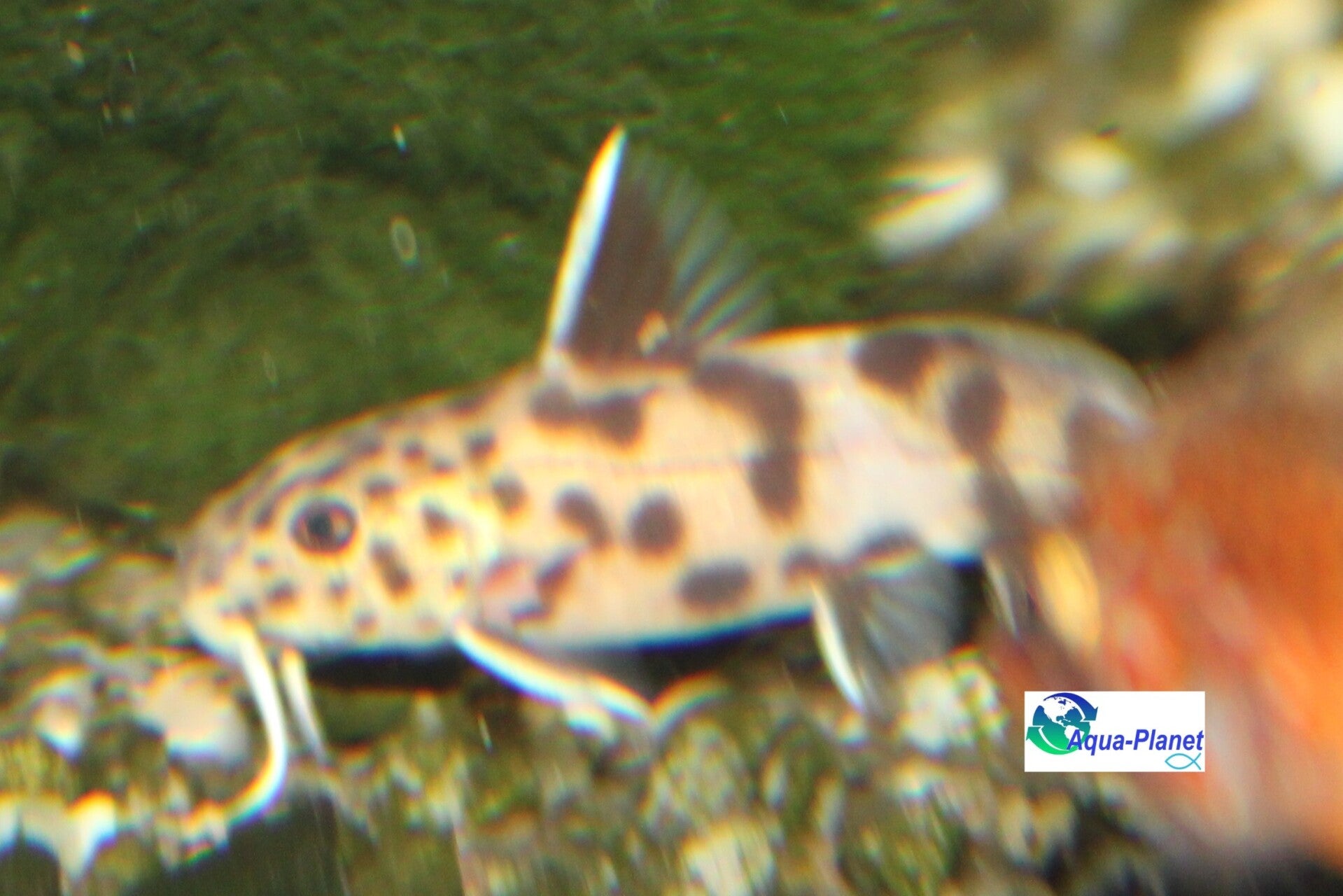 Synodontis petricola