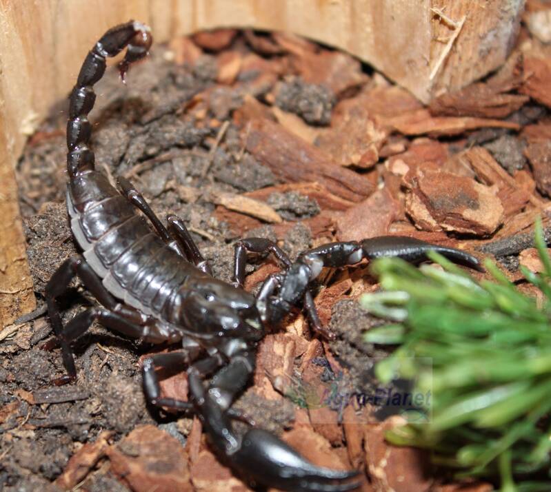 Close-up van een zwarte Aziatische bosschorpioen (Heterometrus) met glanzend pantser en krachtige, grote scharen op een bodem van kokoshumus.