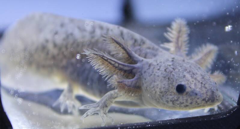 Close-up van een blauwgrijze Axanthic Axolotl waarbij de donkere kieuwen prachtig afsteken tegen het koele water.