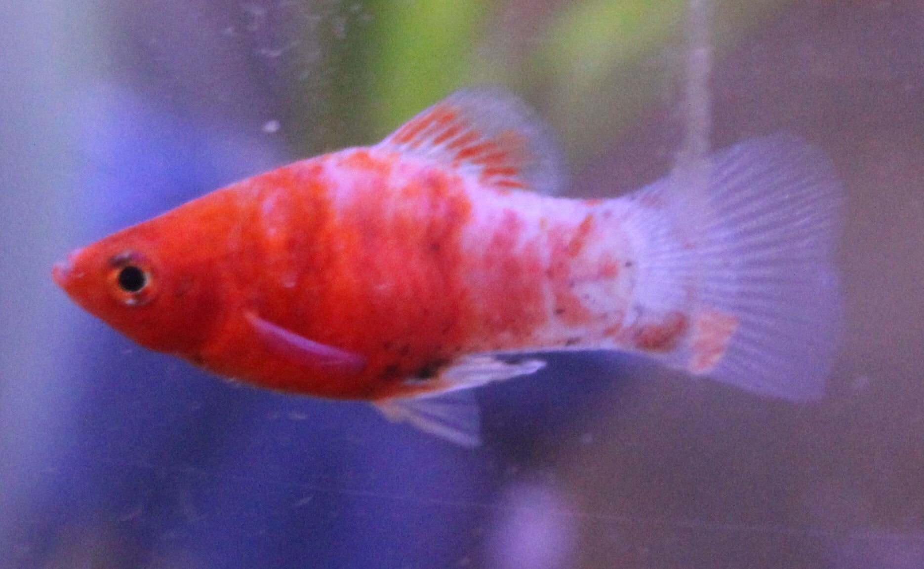 Xiphophorous maculatus "Bleeding Heart"