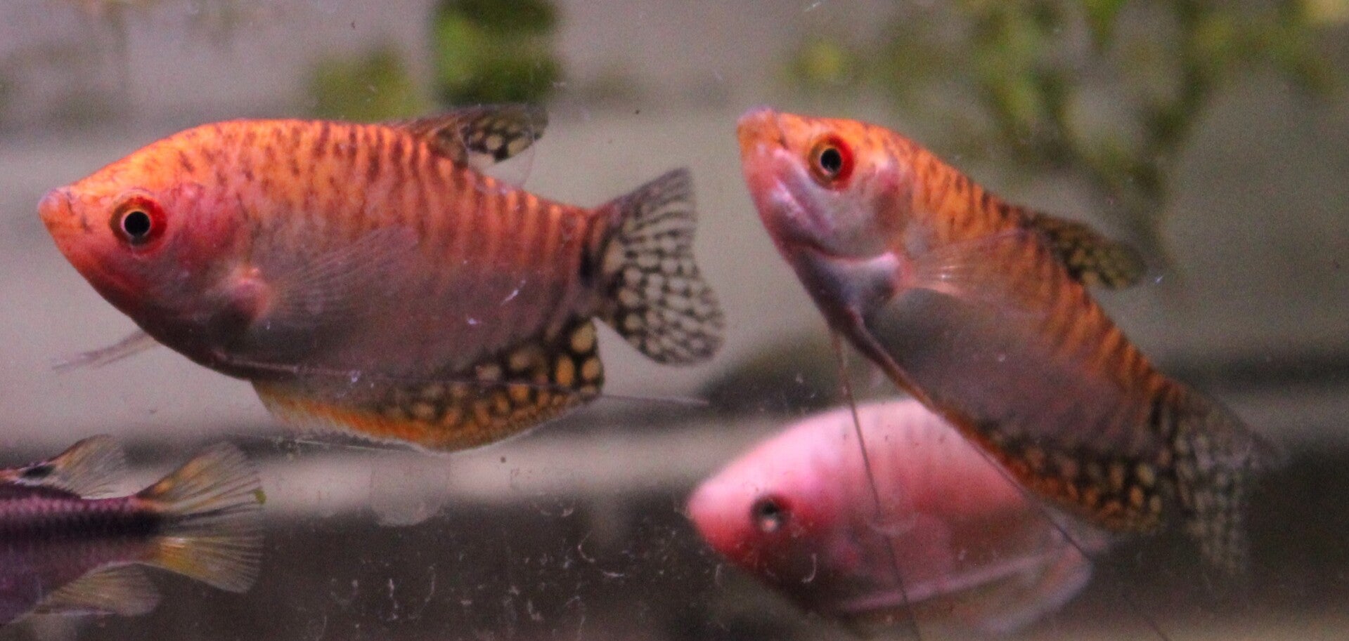 Trichogaster trichopterus "Gold"