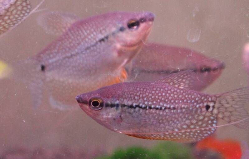 Een volwassen diamantgoerami met zijn kenmerkende parelmoer stipjespatroon en lange tasters in een tropisch aquarium