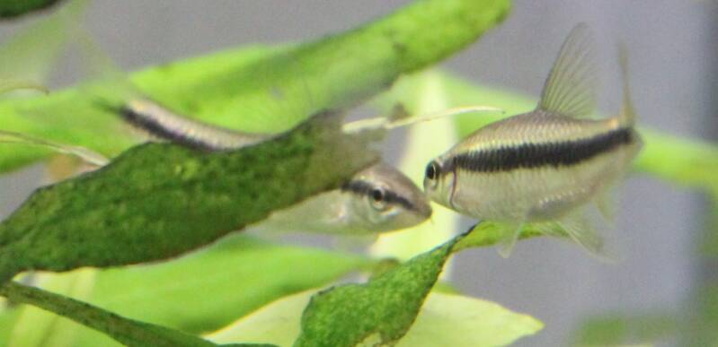Groepje Siamese Algeneters (Crossocheilus siamensis) in een weelderige aquascape, de ideale vreedzame helpers voor een schoon ecosysteem. 🌊🤝
