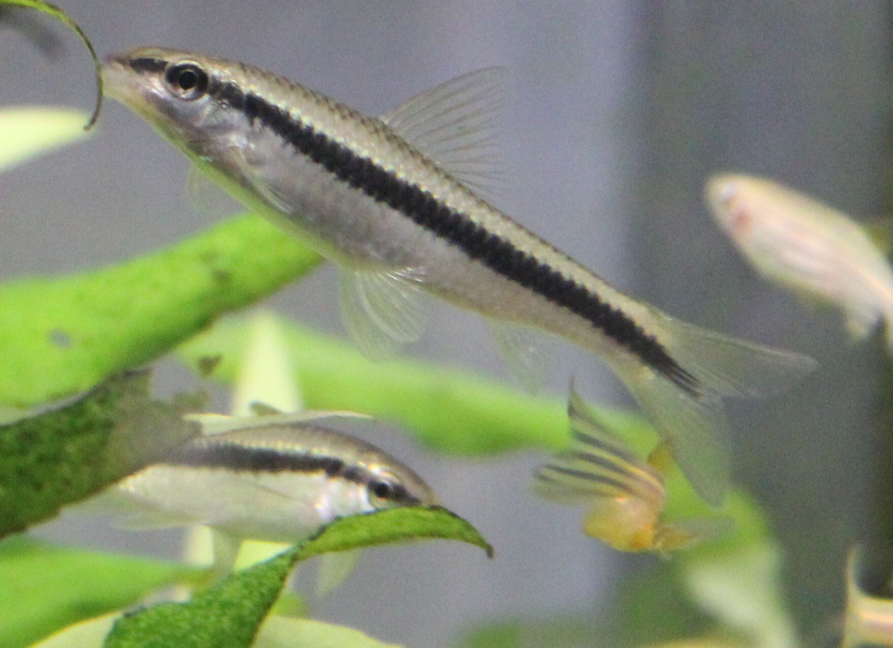 Cross.siamensis - Siamese Algeneter