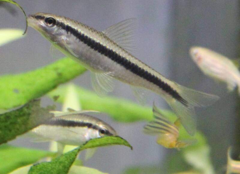 Een actieve Crossocheilus siamensis aan het werk: dé natuurlijke oplossing tegen hardnekkige baardalg en penseelalg in een groen aquarium. 🌿🍽️