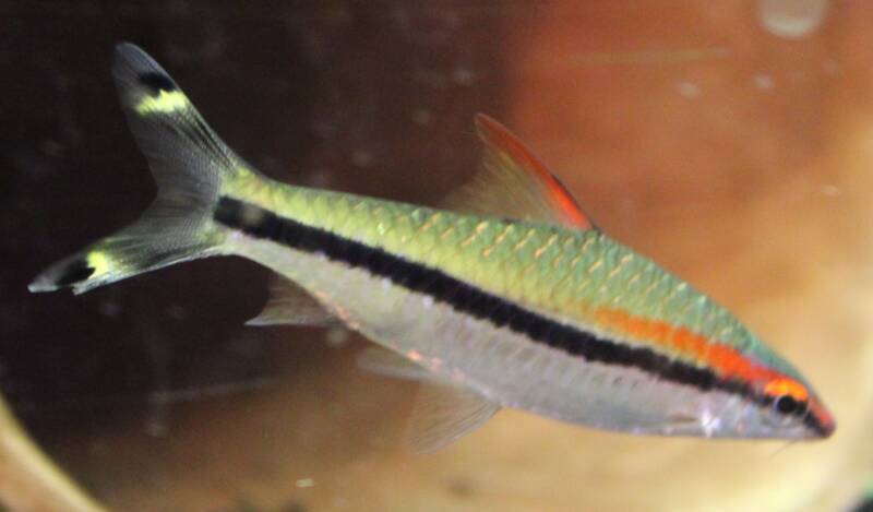 Een actieve torpedobarbeel zwemt in een beplant aquarium langs kienhout. De zilveren vis toont zijn kenmerkende rode en zwarte horizontale strepen en felgele vlekken op de staartvin.