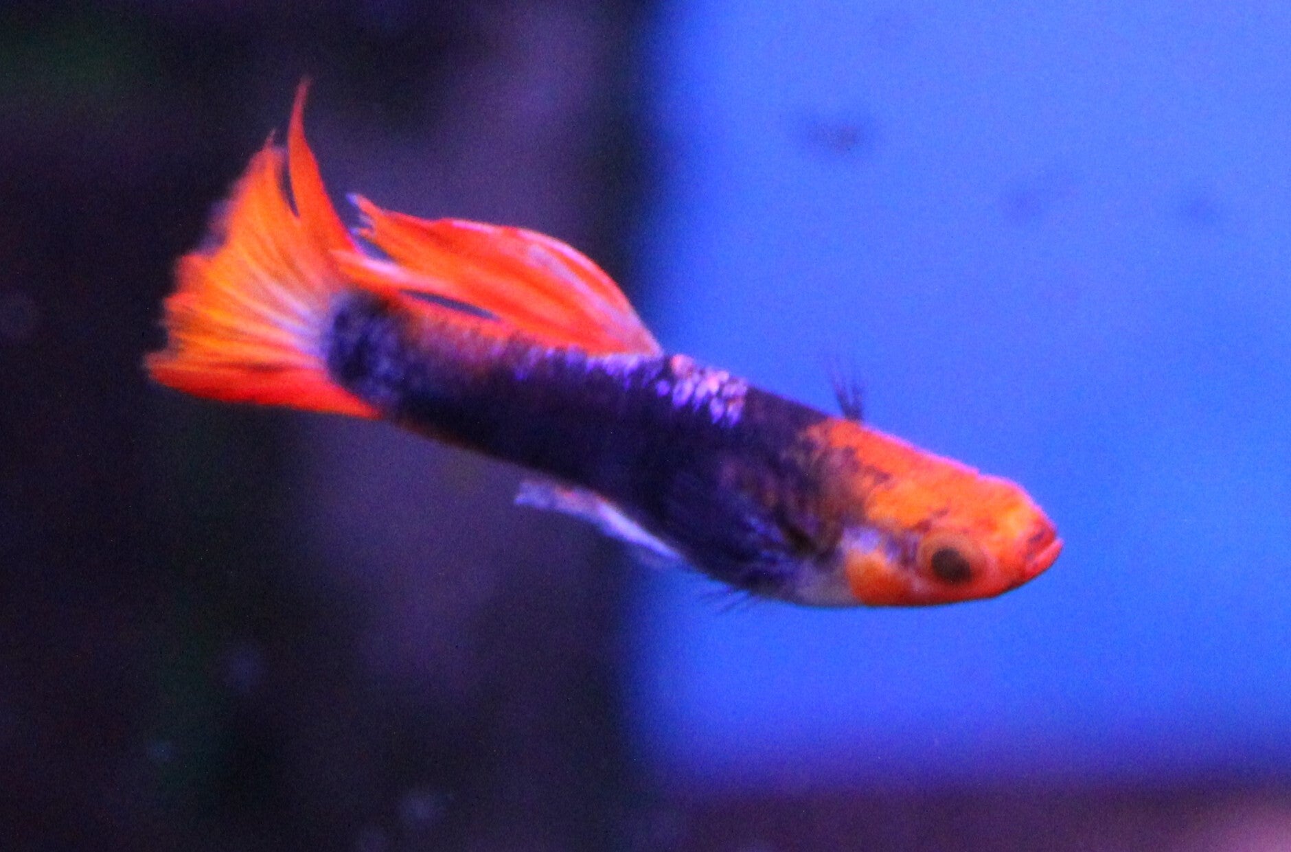 Poecilia reticulata - Guppy Tuxedo Koi