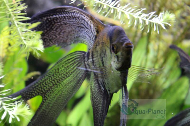 Een Californian Longfin maanvis met extra lange, sierlijk sluierende vinnen die rustig door de waterlaag van een hoog aquarium zweeft.