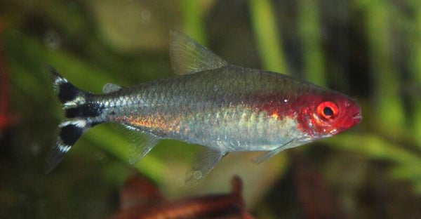 Hemigrammus rhodostomus