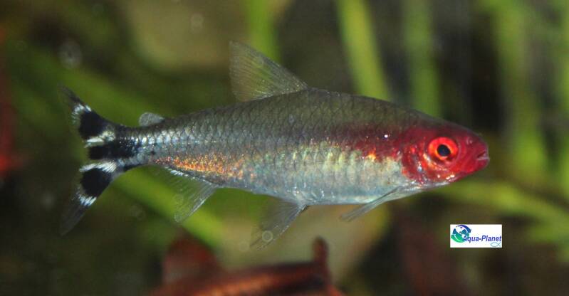 Hemigrammus rhodostomus kopen – Profiteer nu van de scherpe actieprijs op deze prachtige scholenvis! 🏷️📉🐟