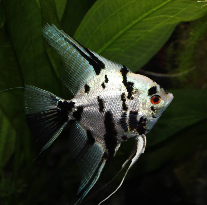 Een White Crystal Panda maanvis (Pterophyllum scalare) met een karakteristiek zwart-wit gevlekt pandapatroon zwemt in een tropisch zoetwateraquarium.