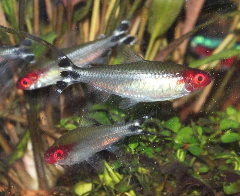 Hemigrammus rhodostomus – Een indrukwekkende school roodneus tetra's zwemt synchroon tussen groene aquariumplanten 🐟🐟🐟🌿