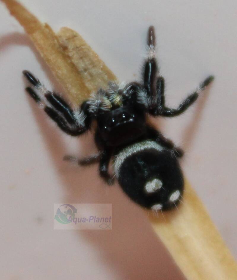 Zwarte Phidippus regius Bahamas springspin met witte markeringen