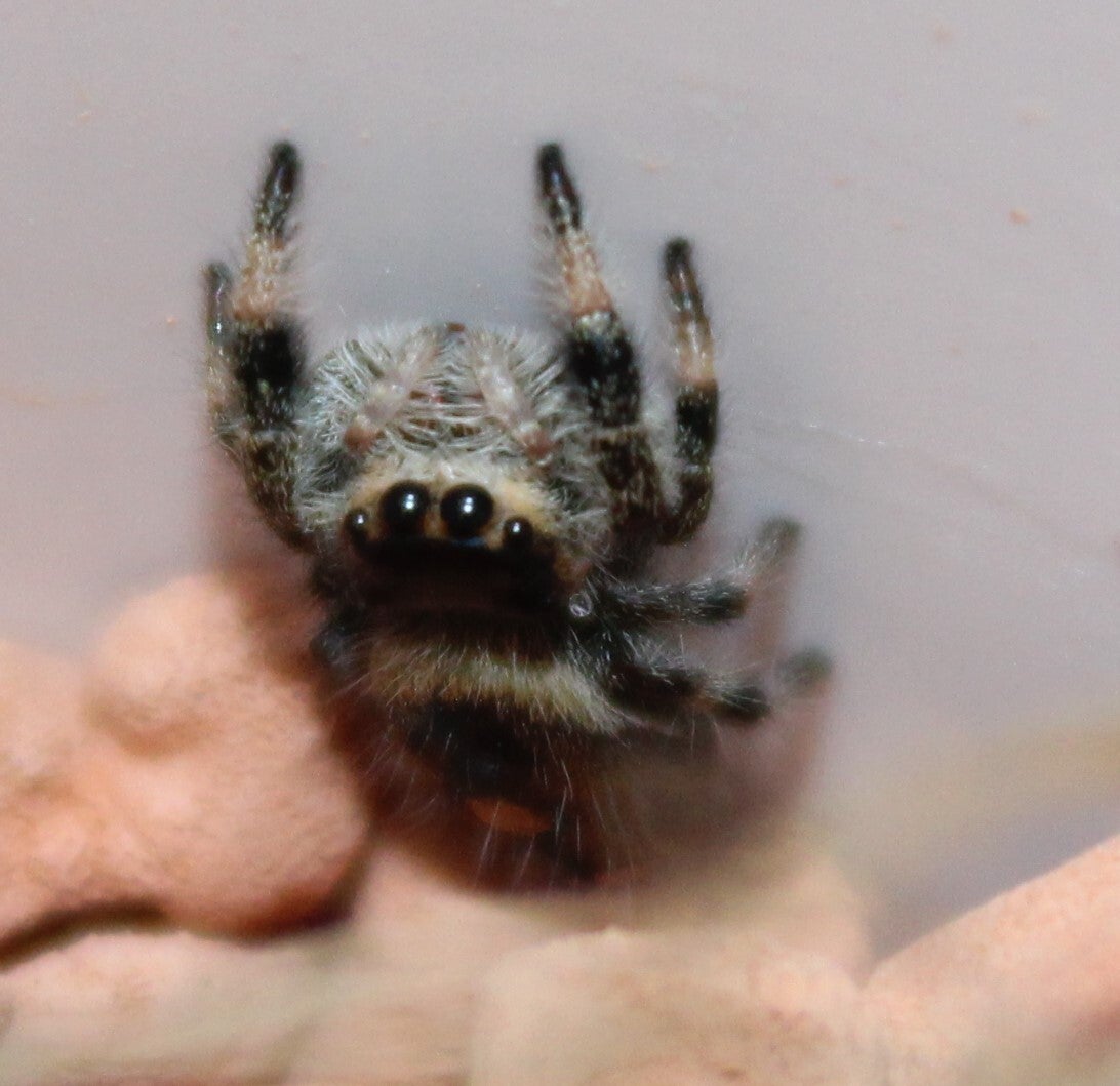 Phidippus regius "Everglades"