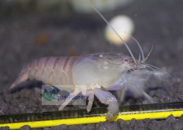 Atya gabonensis