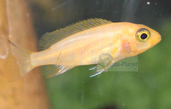 Aulonocara "Red Dragon" Small