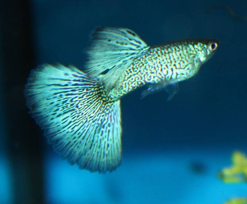 Mannelijke Blue Lace guppy met een fijn kantpatroon en een felblauwe staartvin