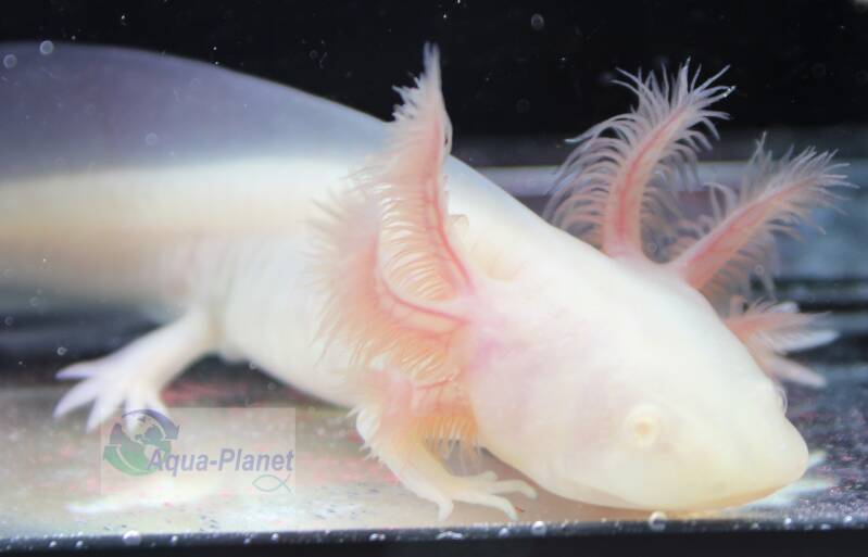 🦎 Close-up van een lachende Albino Axolotl! Bekijk die schattige roze ogen en de witte glimlach van deze Mexicaanse waterdraak. 🌸 #AxolotlLove