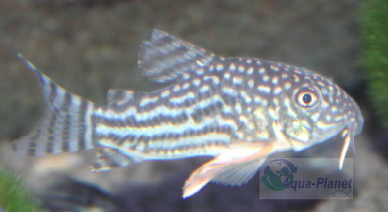 Corydoras sterbai pantsermeerval met opvallende oranje borstvinnen