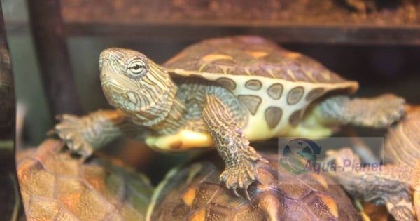 Mauremys sinensis