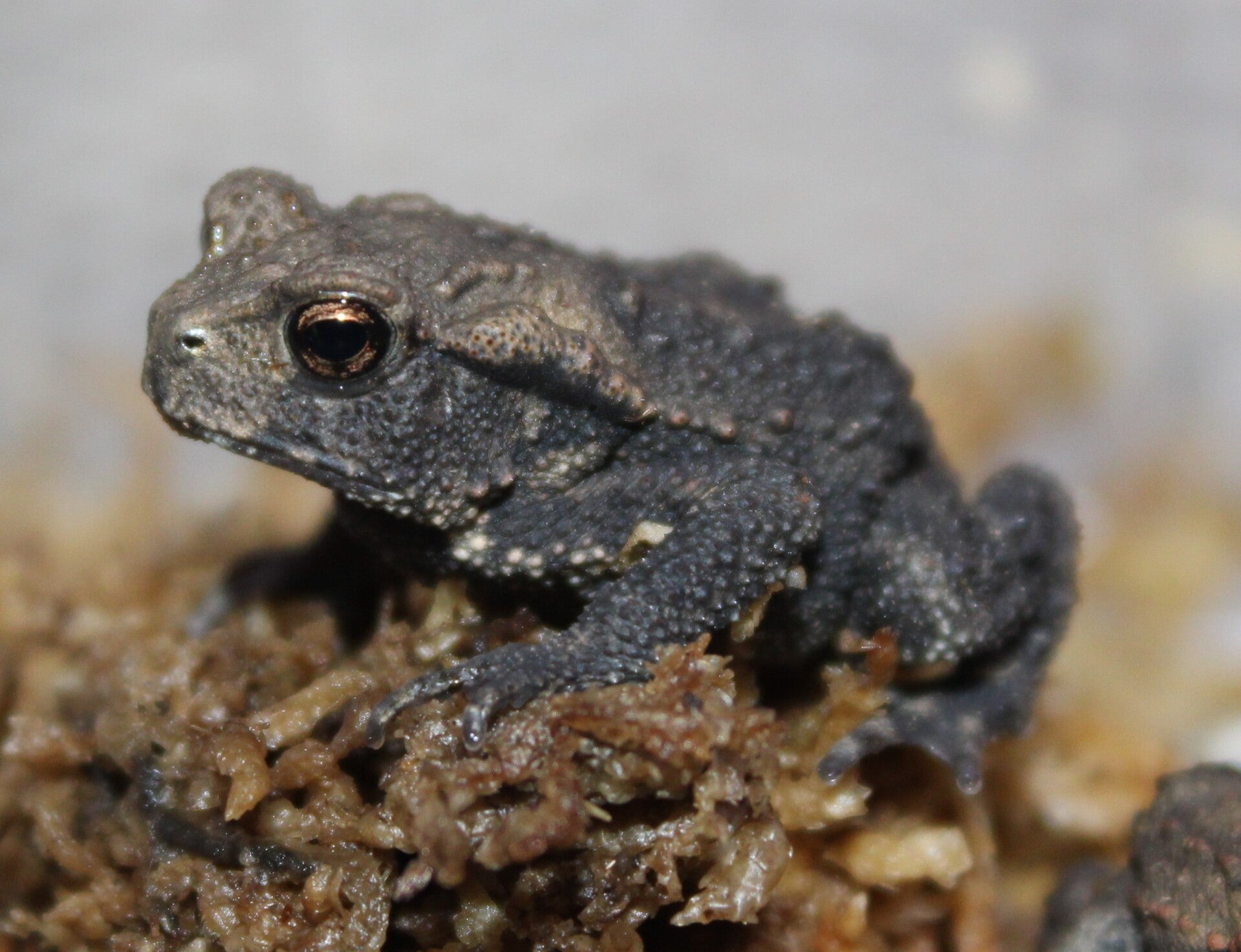 Bufo japonicus