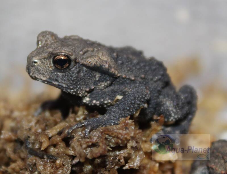 Grote Japanse wrattenpad Bufo japonicus met een robuuste bruine huid zittend op mos in een paludarium.