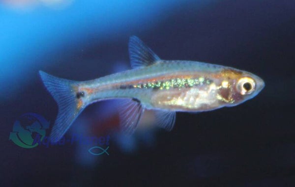 Boraras urophthalmoides