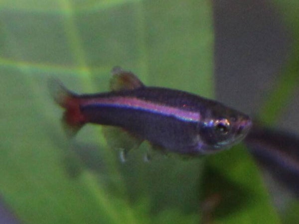 Tanichthys albonubes