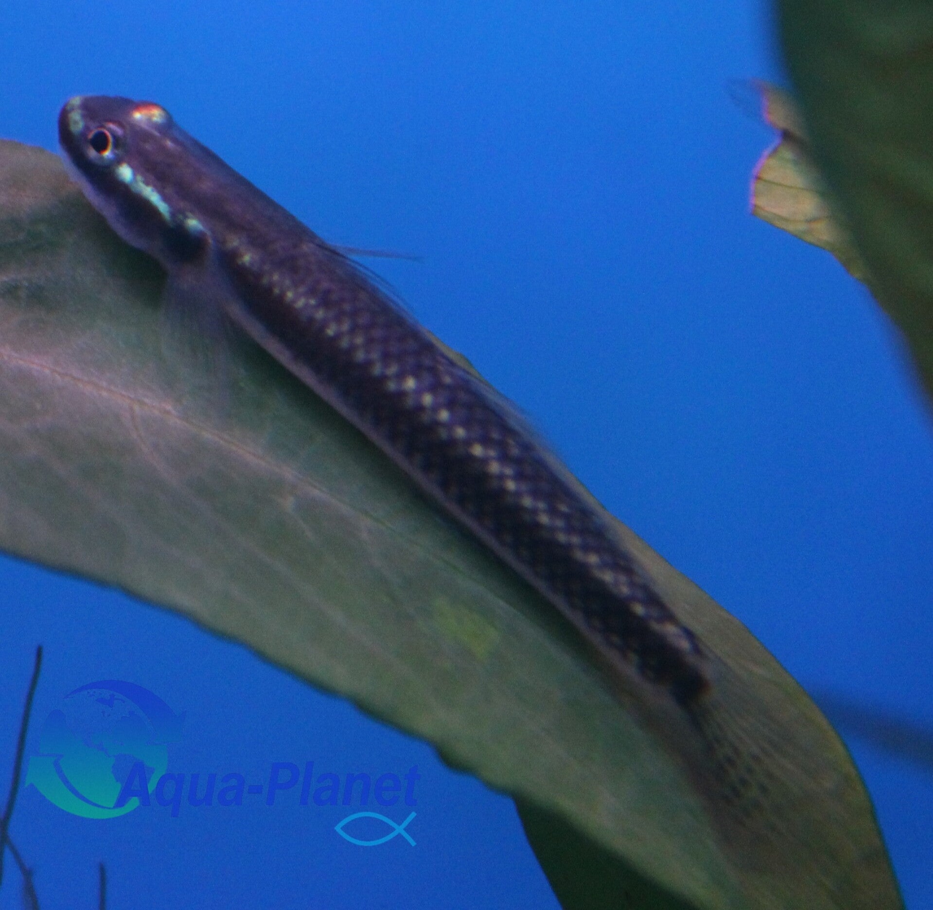 Stiphodon sp. blue