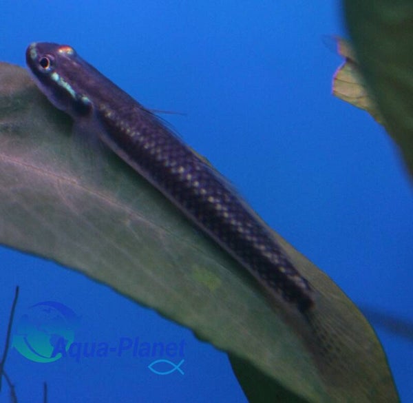 Stiphodon sp. blue