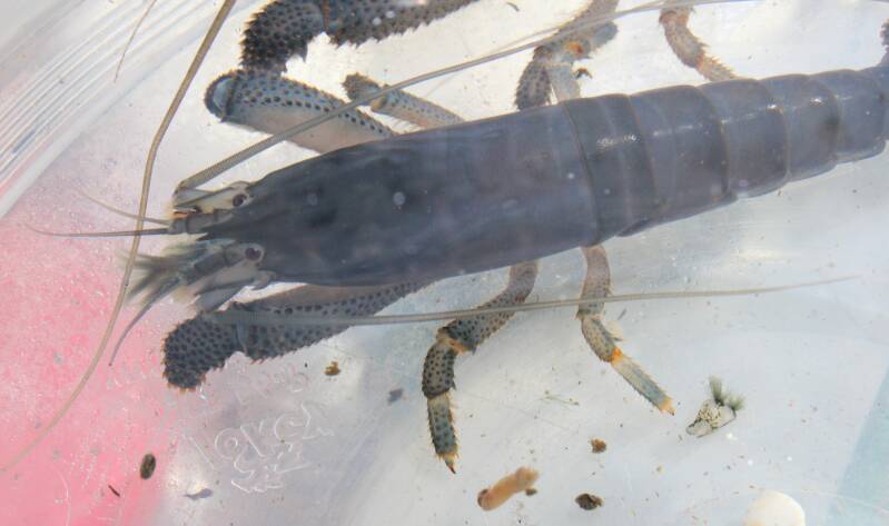 Blauwe waaierhandgarnaal (Atya gabonensis) van bovenaf gefotografeerd