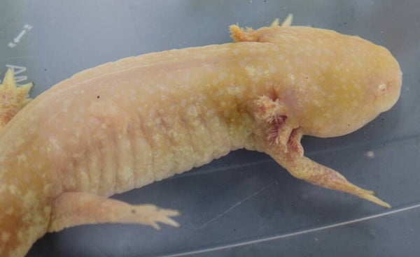 Axololt - Golden Albino (Man)