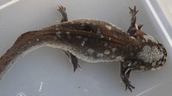 Axolotl - Wildkleur (Vrouw) met Ouderdoms Vlekken