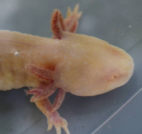 Axolotl - Golden Albino (Vrouw)