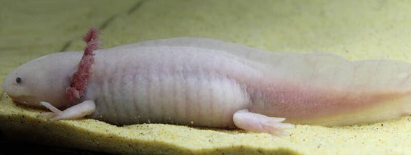 Axolotl - Leucistic (Vrouw)