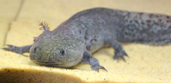 Axolotl - Wildkleur Iridophore/Starburst "B" (Vrouw)