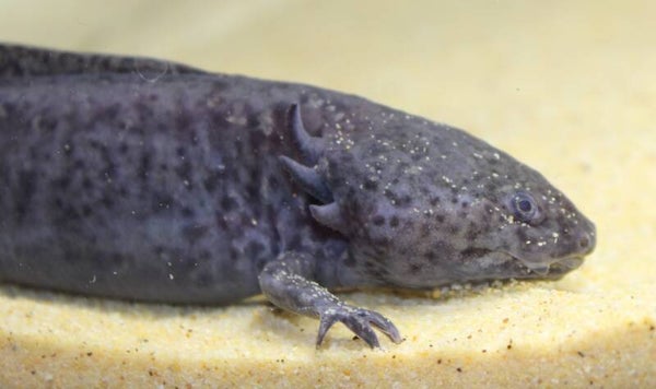 Axolotl - Wildkleur (Vrouw)