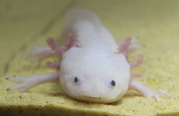 Axolotl - Leucistic (Man)