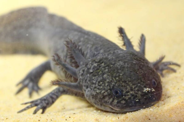 Axolotl - Wildkleur Iridophore/Starburst "A" (Vrouw)