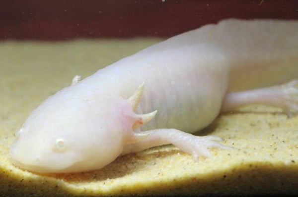 Axolotl - Golden Albino (Vrouw)