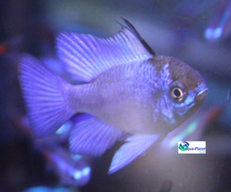Mikrogeophagus ramirezi Electric Blue close-up met neonblauwe schubben in een beplant aquarium 💎🐟
