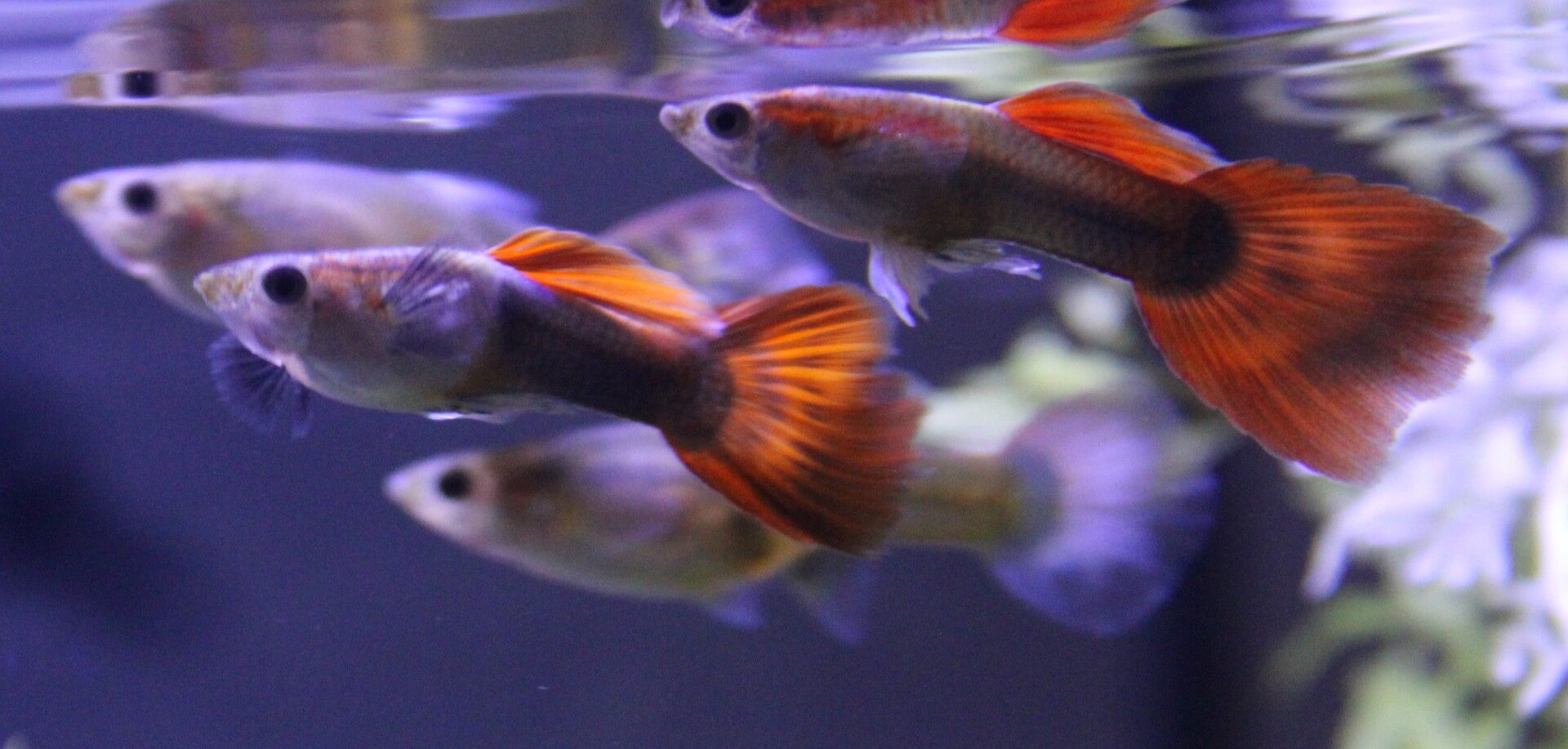 Poecilia reticulata - Guppy "Tuxedo Tricolor"