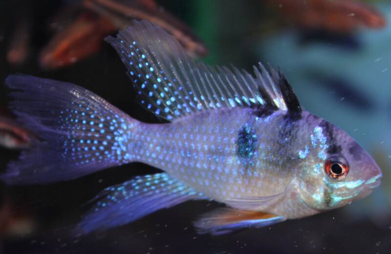 "Zijaanzicht van een kleurrijke Mikrogeophagus ramirezi Longfin dwergcichlide met sierlijke sluiervinnen in een beplant aquarium."