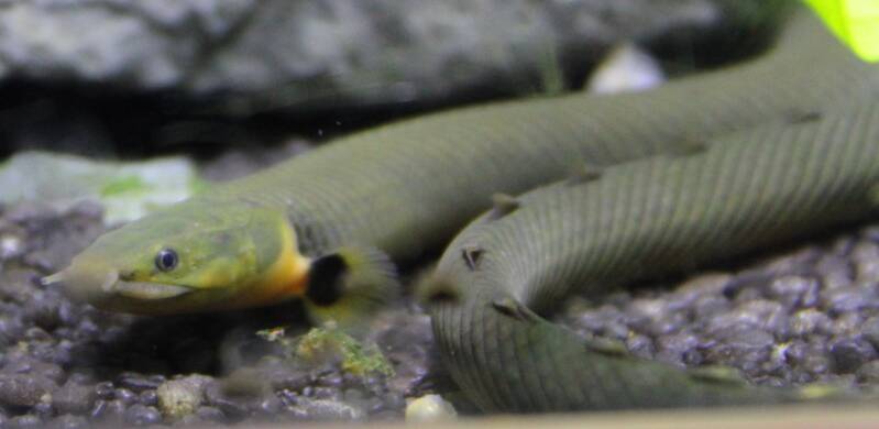 Zijaanzicht van een volgroeide tropische wimpelaal