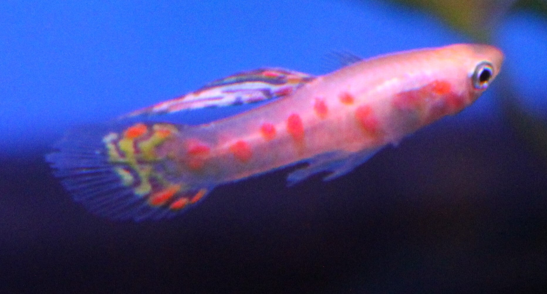 Poecilia reticulata - Guppy "Ginga Rubra"