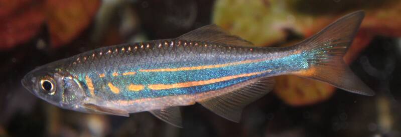 Een grote, robuuste reuzedanio (Devario aequipinnatus) met een glanzend blauw-goud patroon gefotografeerd in de open zwemruimte van een aquarium.